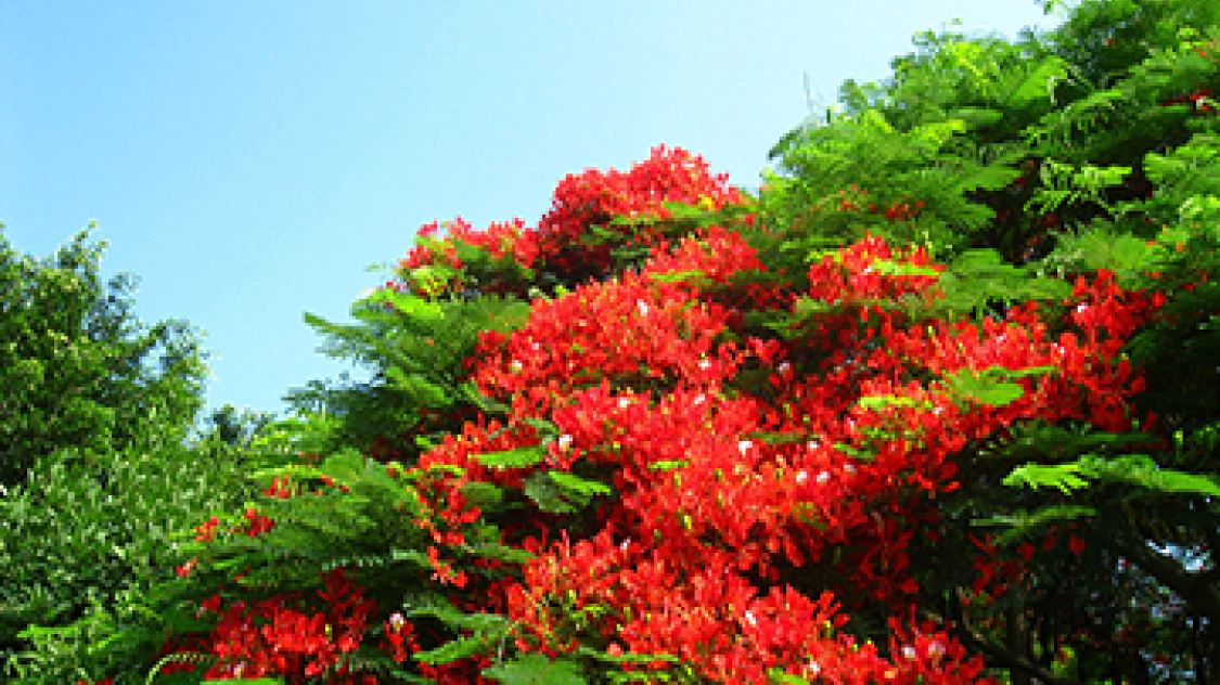 夏天,火红的凤凰花开了。(改成比喻句)