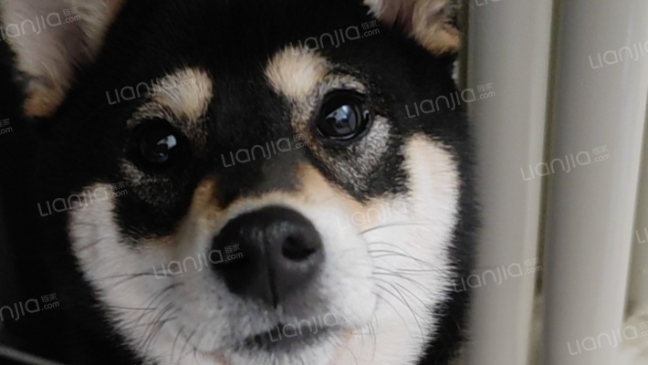 晴川花园二手房实景图