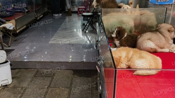 园博花鸟市场二手房实景图