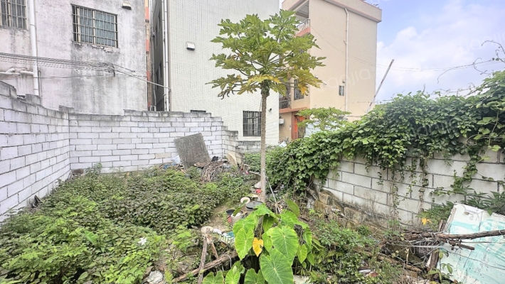 大良单家新滘居委会二手房实景图