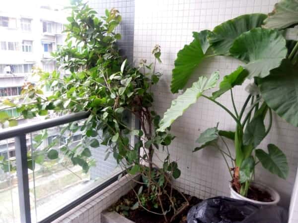 花间兰庭 2室1厅 3000元