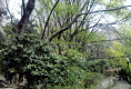 新东福花园5