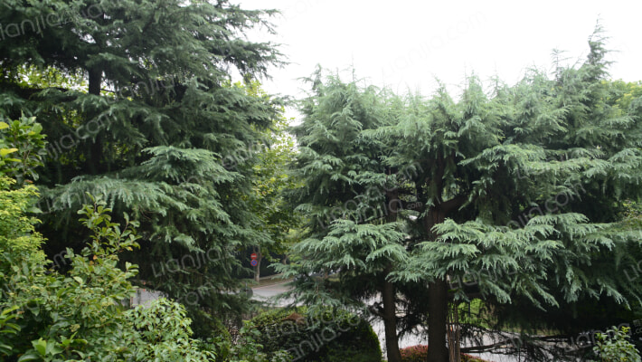 好世樱园外景图