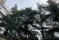 绿化路4号院3