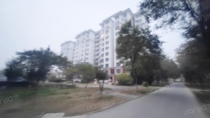 泰富橄榄树外景图