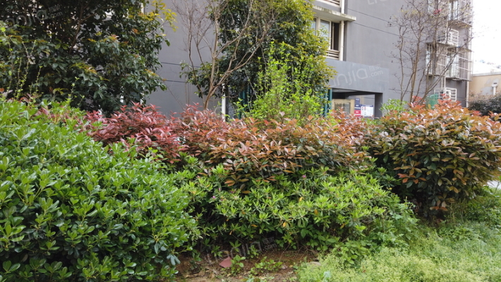 晓村和苑东外景图