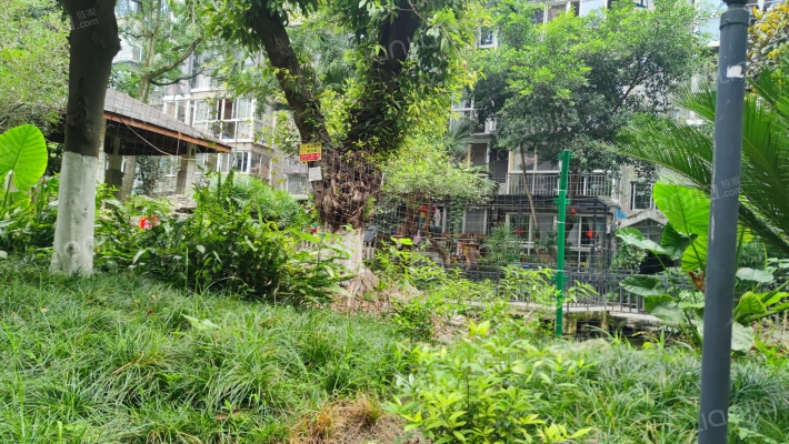 芙蓉花开外景图