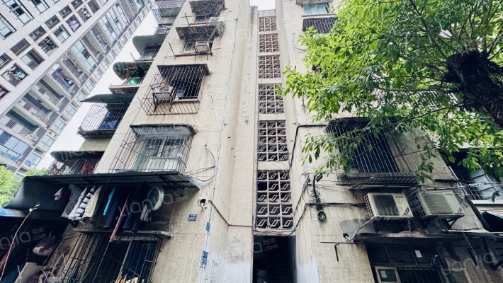 红育坡64号外景图