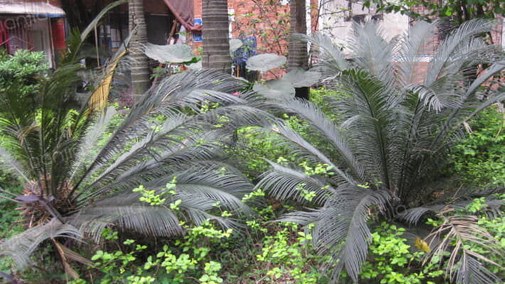 龙兴苑小区外景图