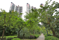 中海阳光玫瑰园4