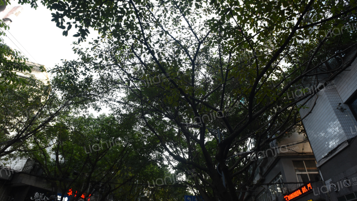 双凤路小区外景图