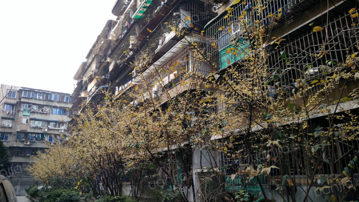 布坝子街9号外景图