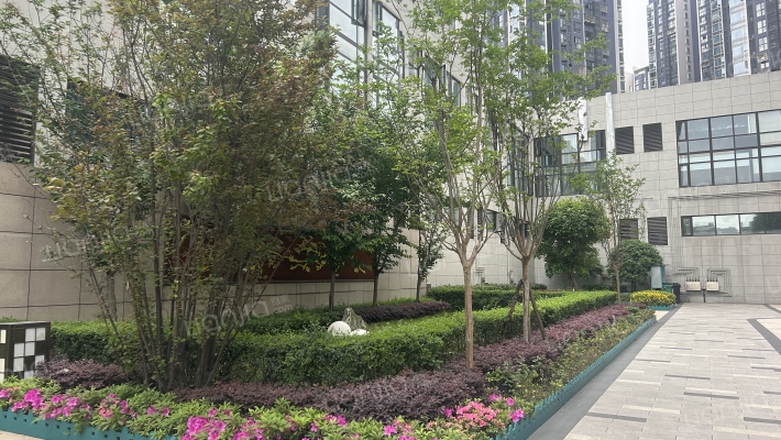 正成光华梧桐外景图