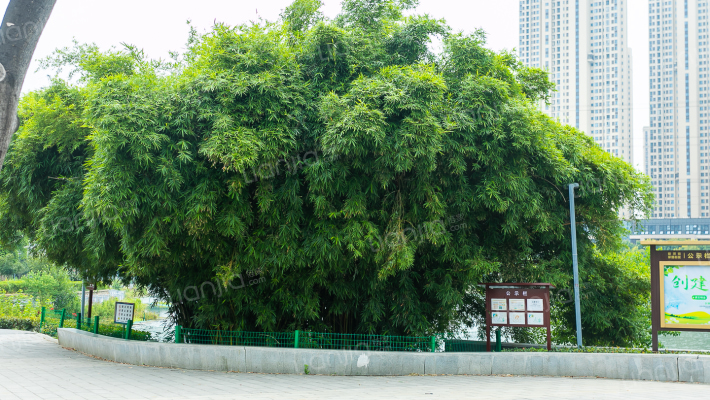 天赐金龙城外景图