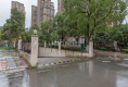 雨润香水百合12