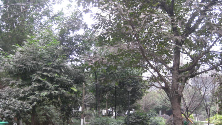 渝高美好星空外景图