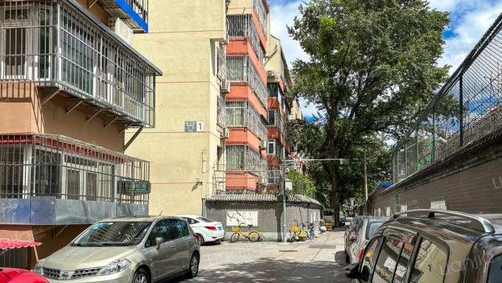 槐柏树后街外景图