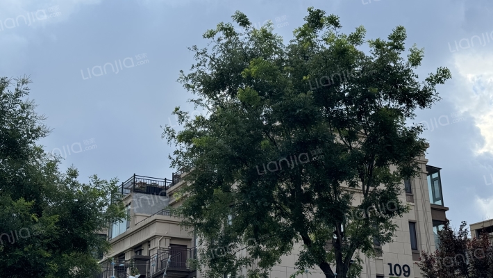 九里香醍外景图