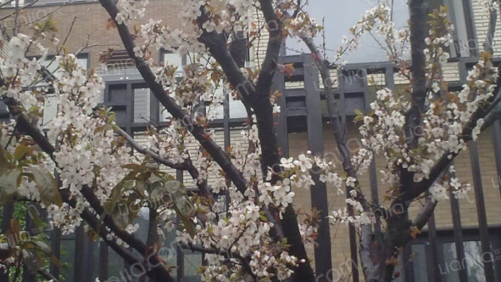 金地格林世界外景图