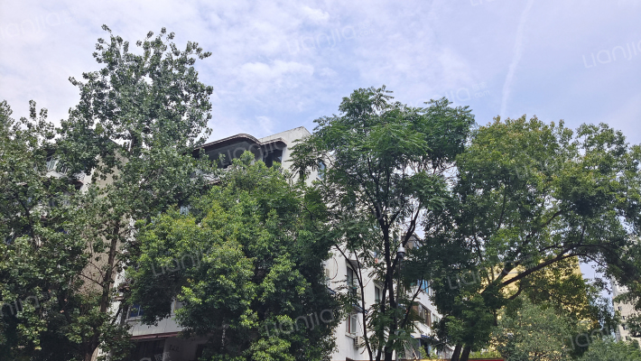 冻青树街38号外景图