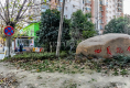 金枫美地19