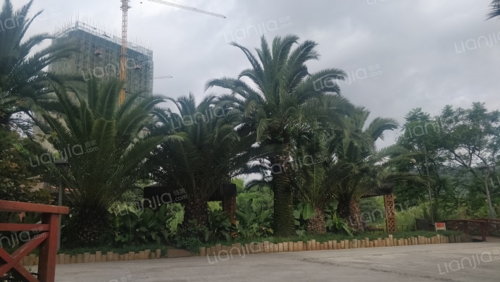 荷塘月色外景图