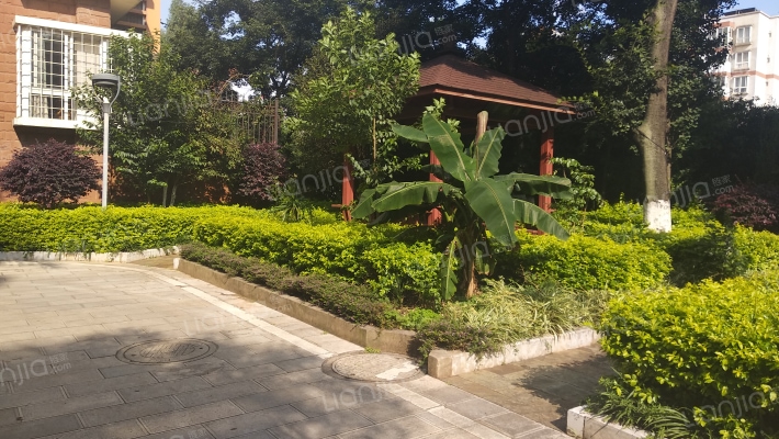 盛世百合外景图