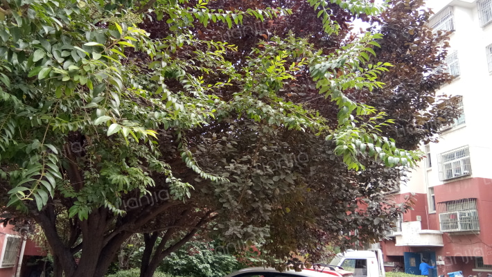 天虹花园A区外景图