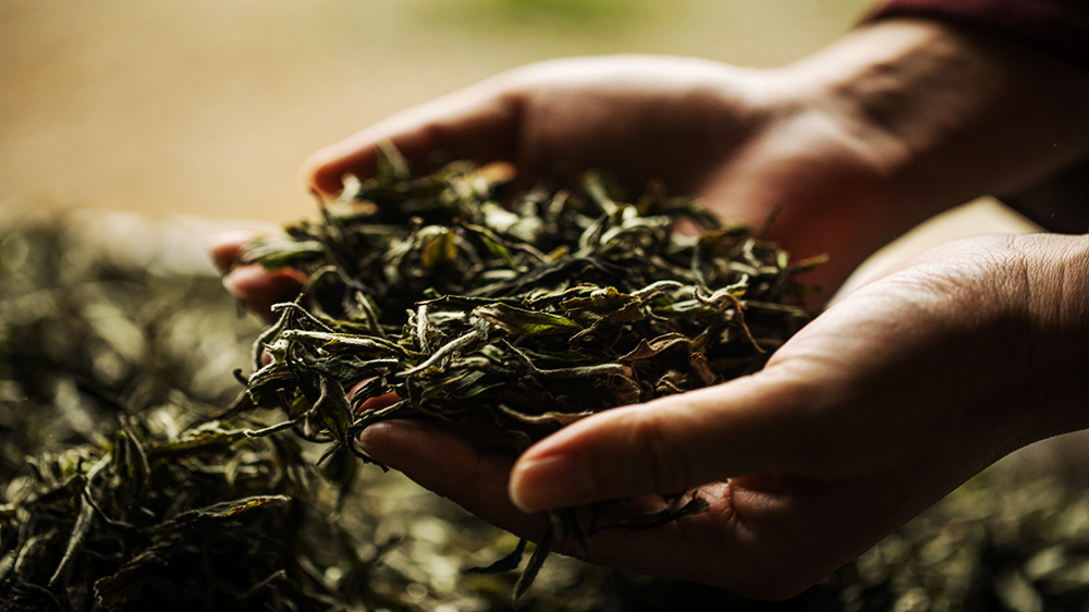 城市攻略 | 约一杯春茶,听一听茶叶的故事!