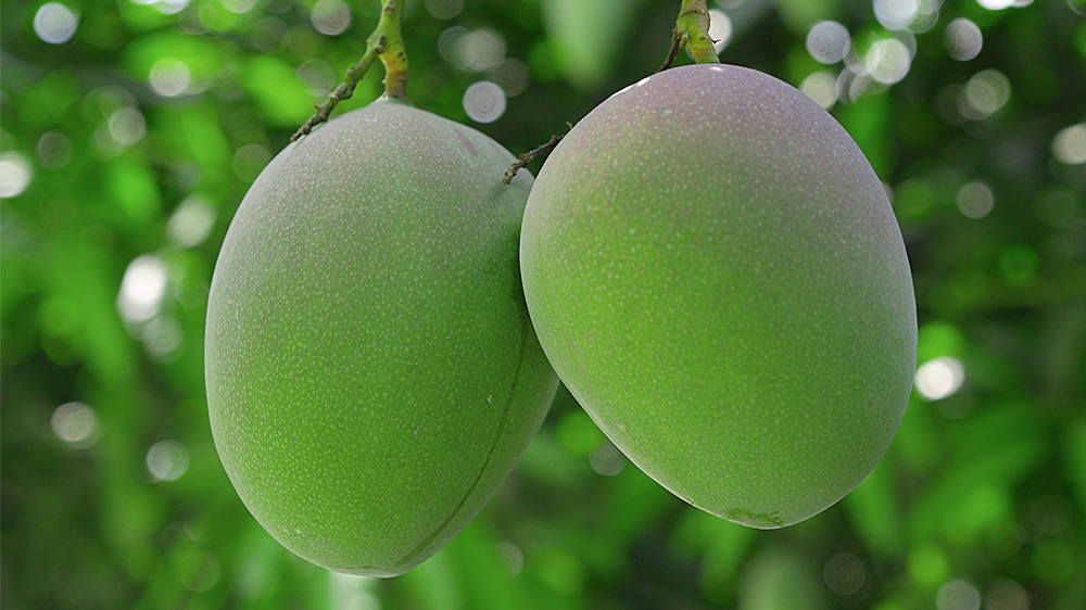 芒果 西双版纳盛产芒果,在村寨游逛随处可见野生芒果的身影.