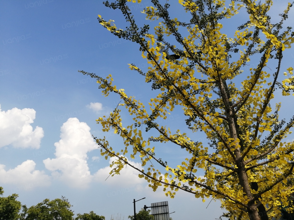 秀湖中粮祥云相册