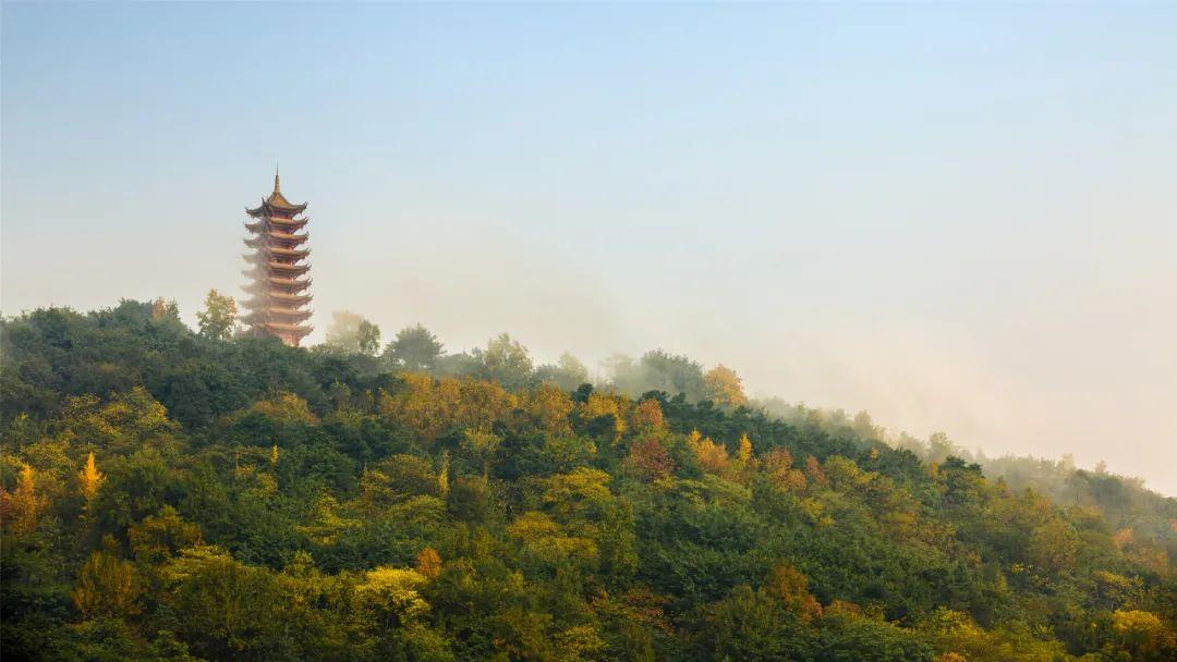重庆植物园 照母山图片